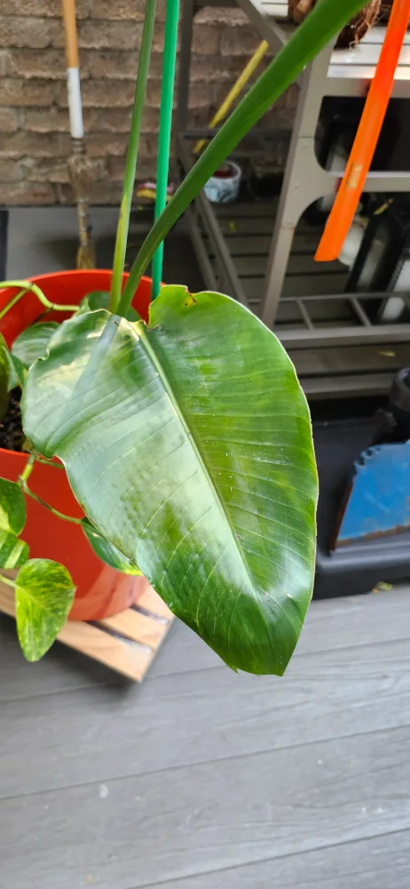 Bird of Paradise Plant with Golden Pothos Plant thumbnail