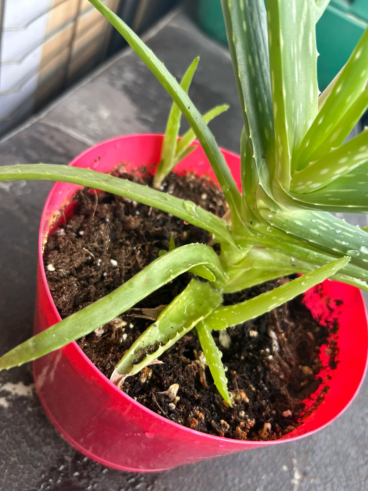 Healthy Aloe Vera Plant image indicator(2)