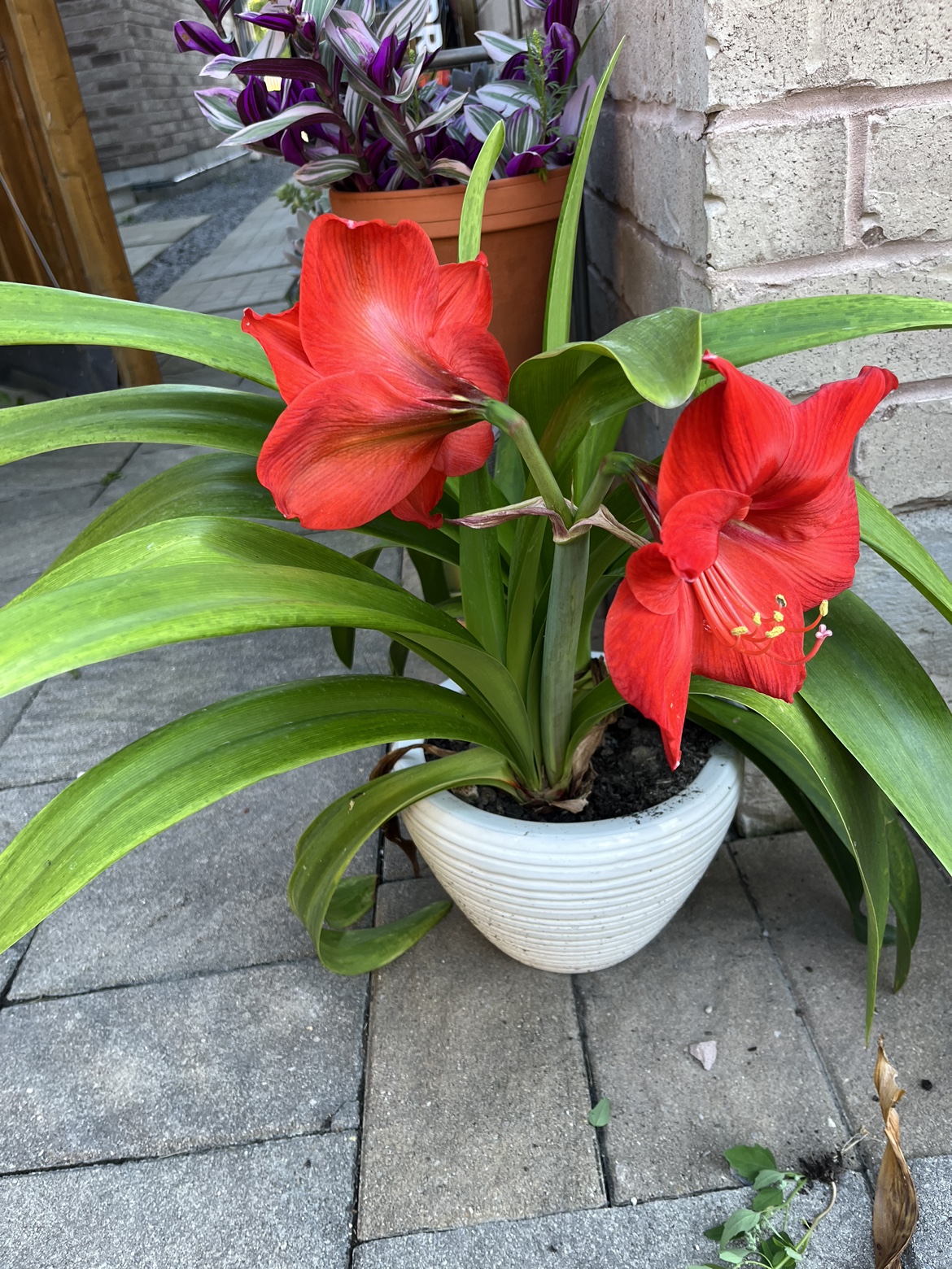 Red Amaryllis Plant