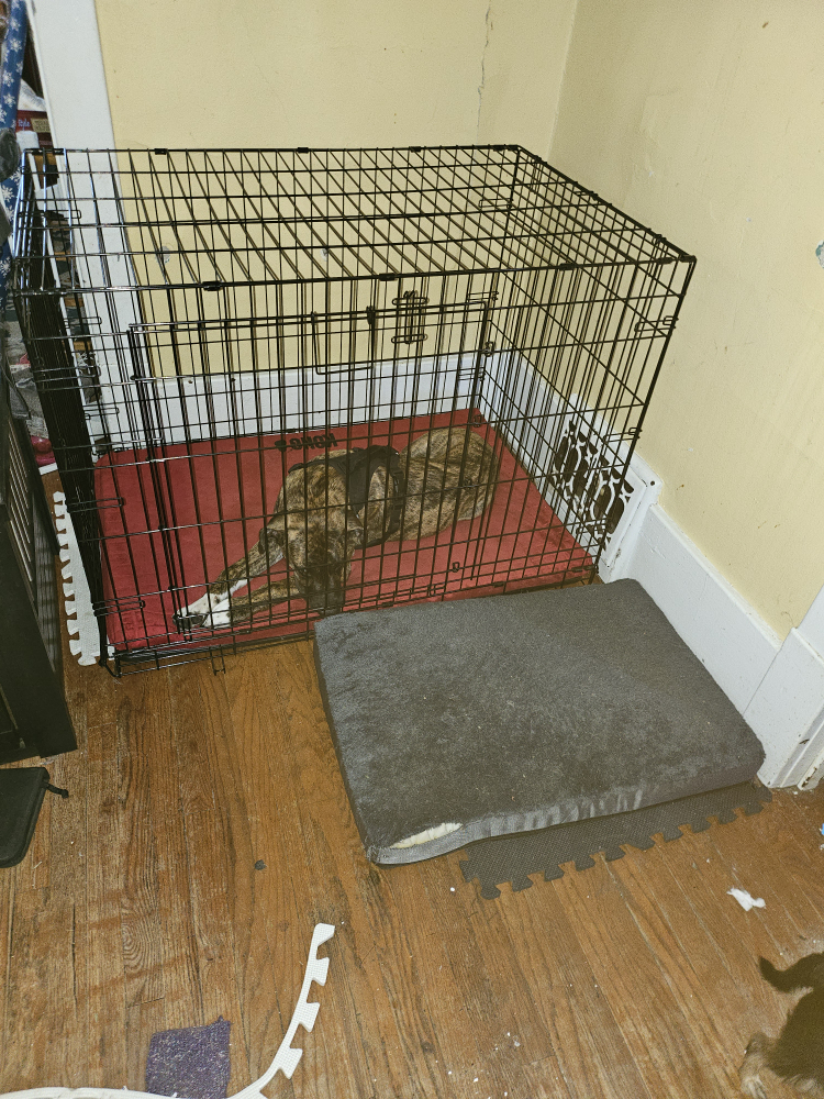 Dog Crate XL