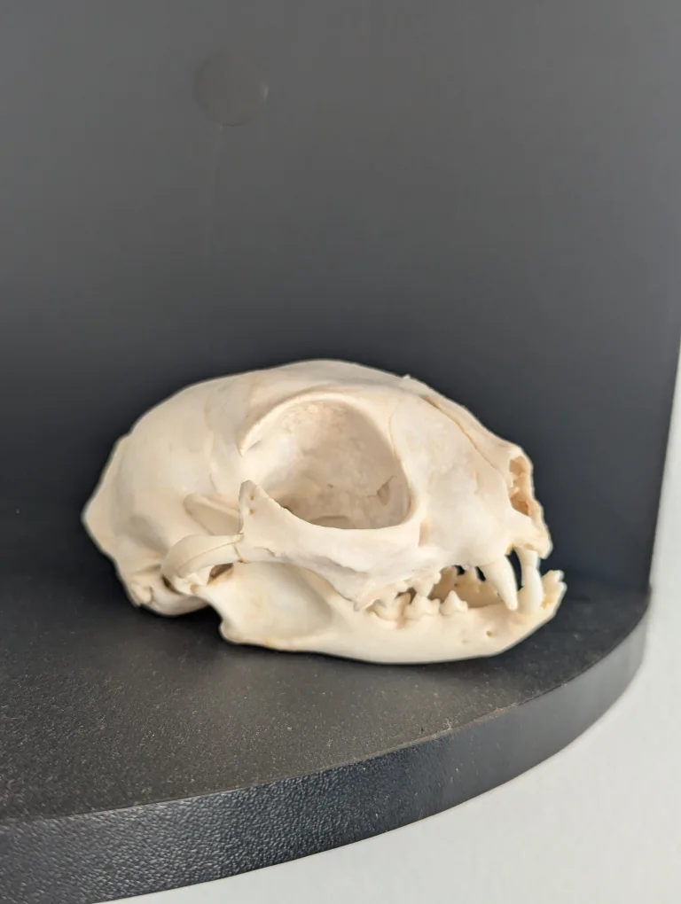 Real Cat Skull thumbnail