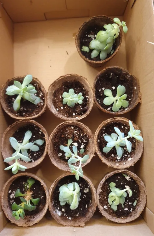 Succulents 🌱🌱🌱 image indicator(3)