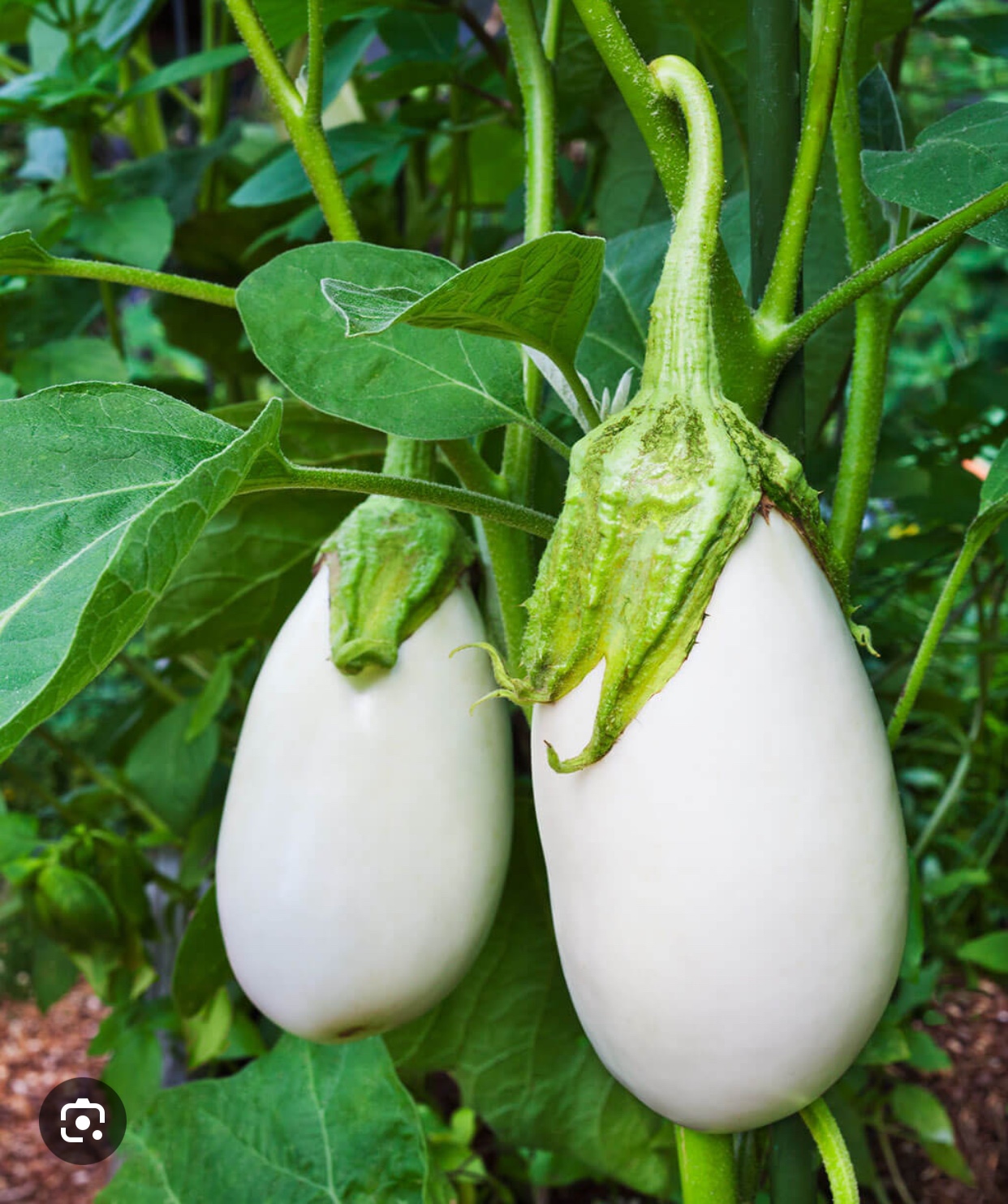 White Eggplant Plant - photo 3