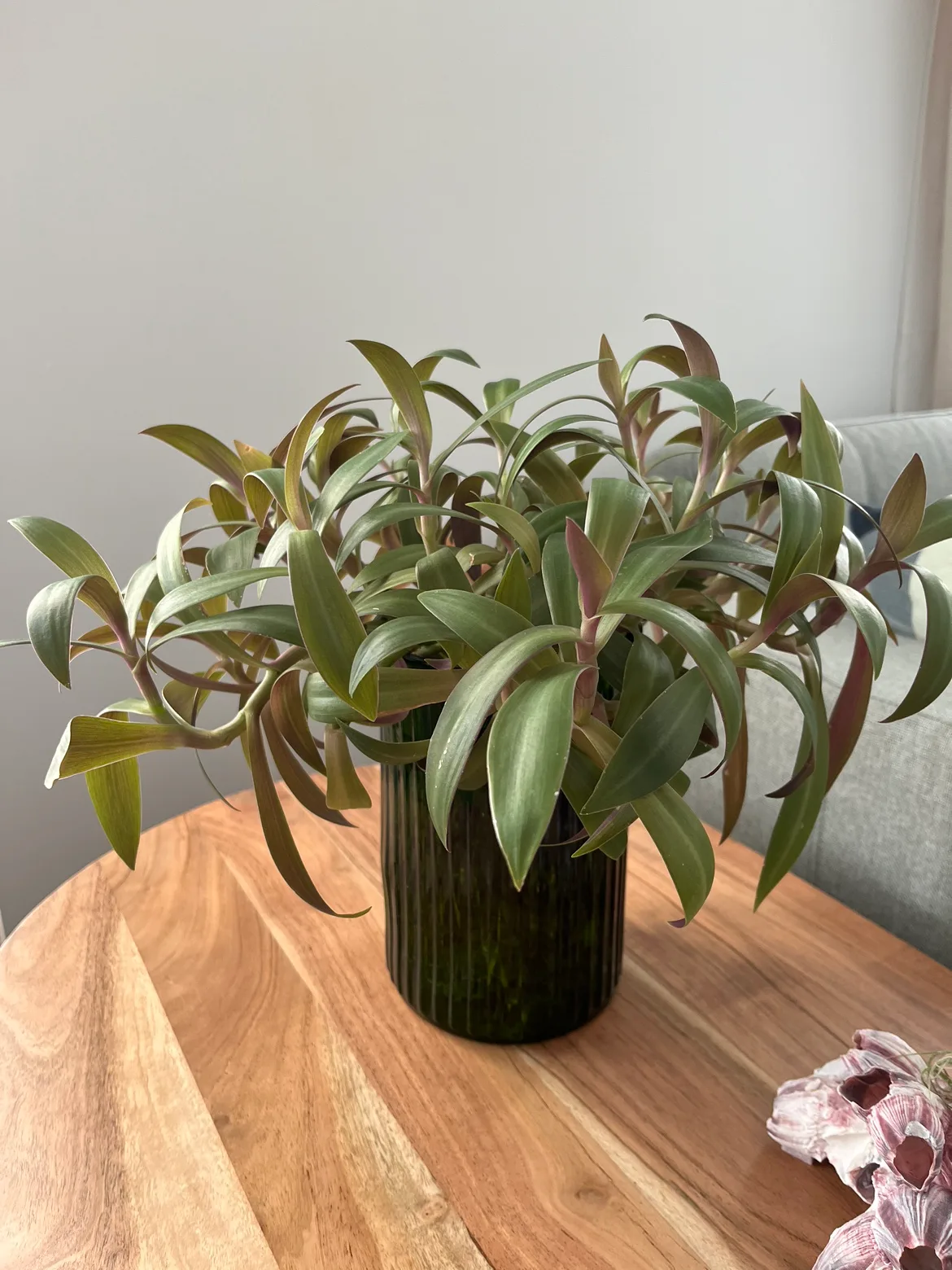 Purple Heart Plant (without pot) image indicator(3)