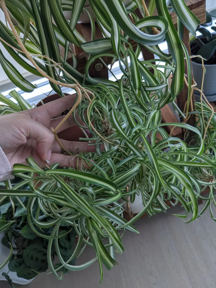 Baby Spider Plant Cuttings image indicator(2)