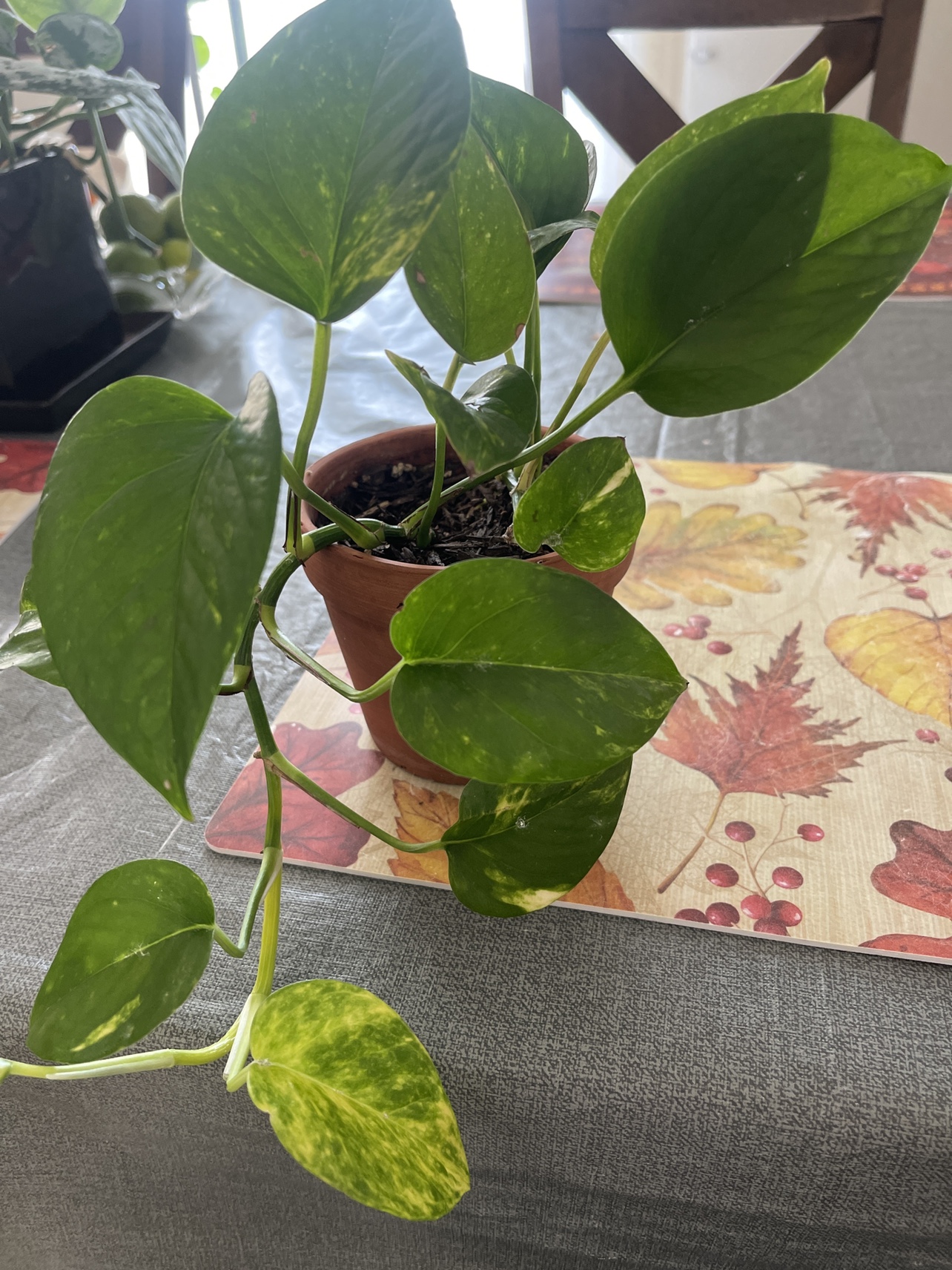 Pothos Plant - photo 3