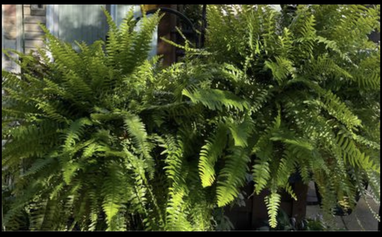 2 x-large Boston fern plants - photo 2