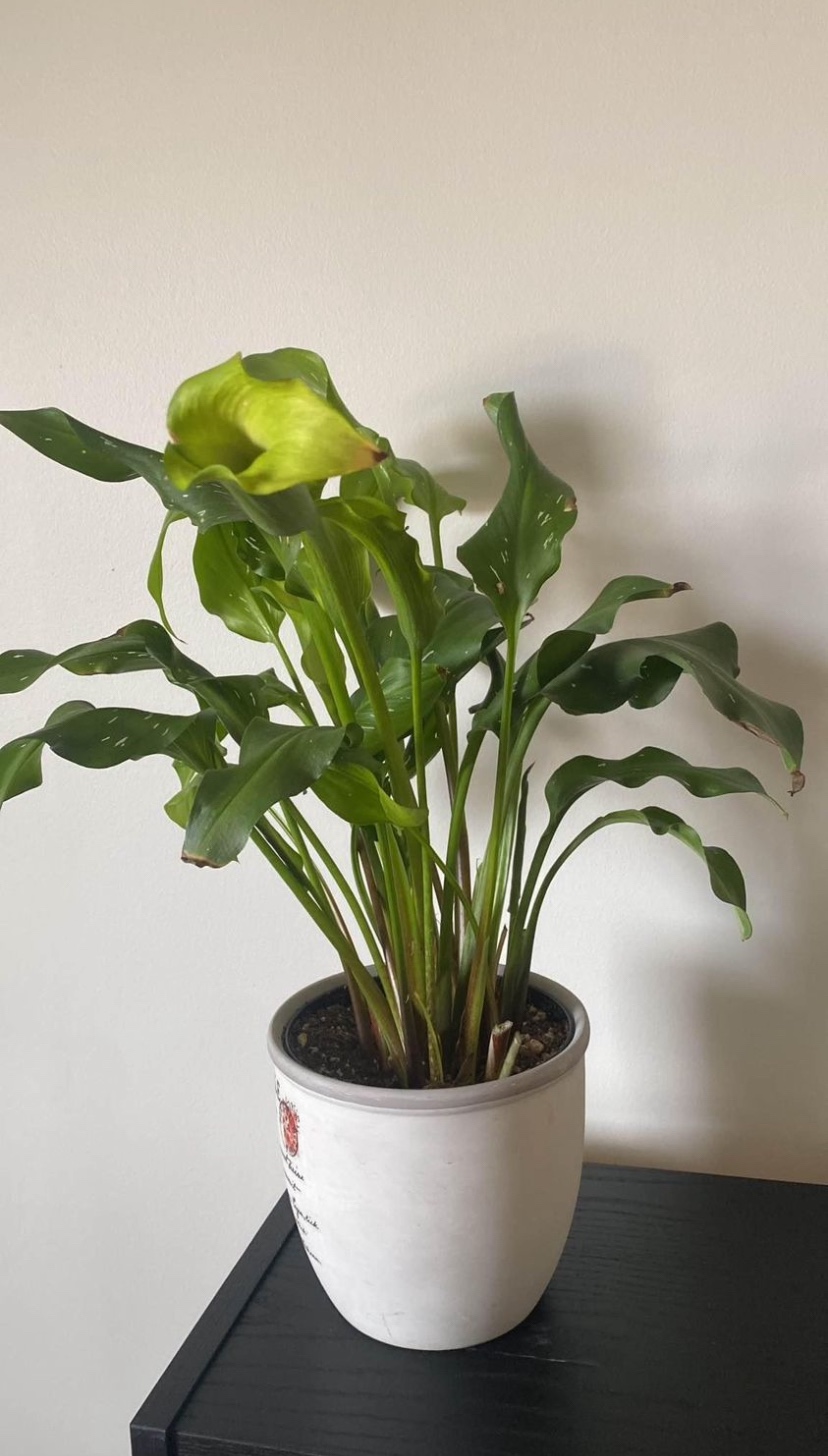 Calla Lily plant