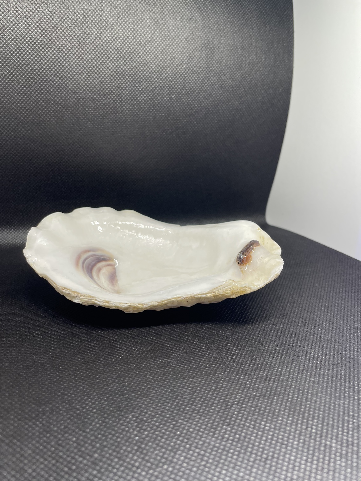 Oyster Shell