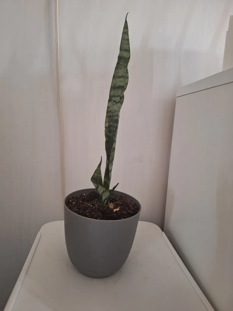 small Snake Plant thumbnail