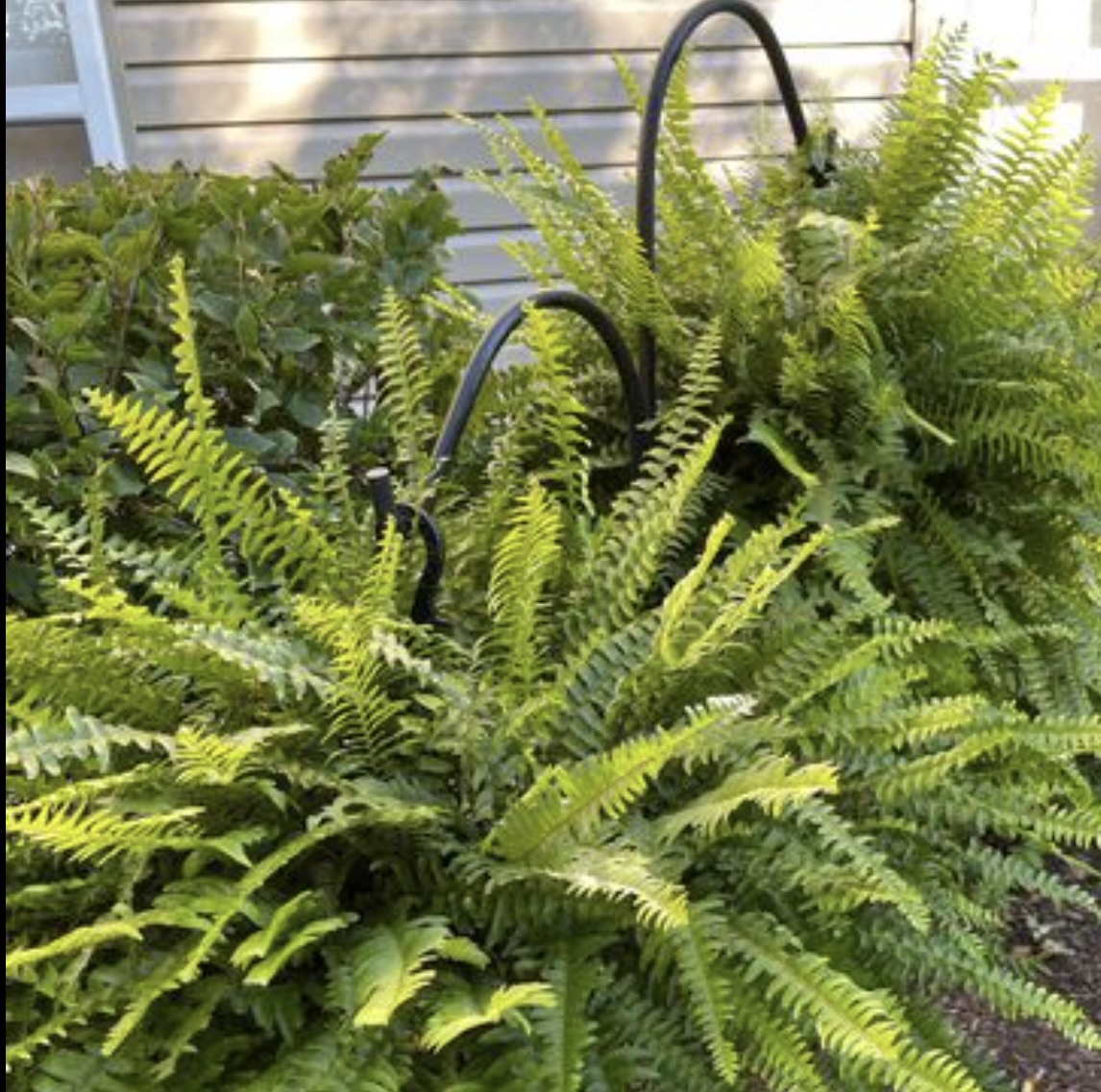 2 x-large Boston fern plants - photo 5