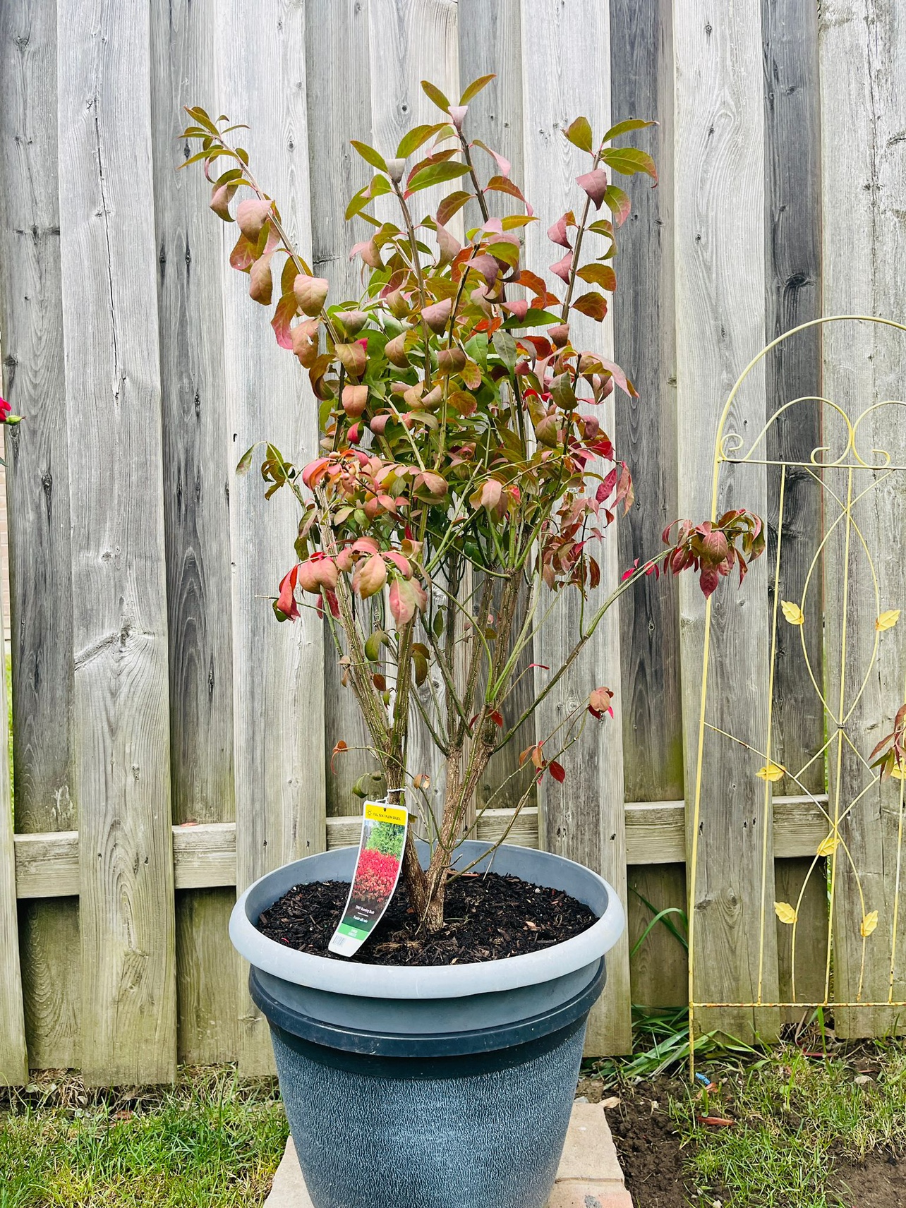 Burning Bush Plant - photo 3