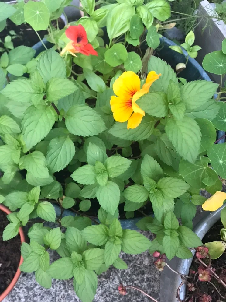 Large Mint Plant with basil and Nasturtiums thumbnail
