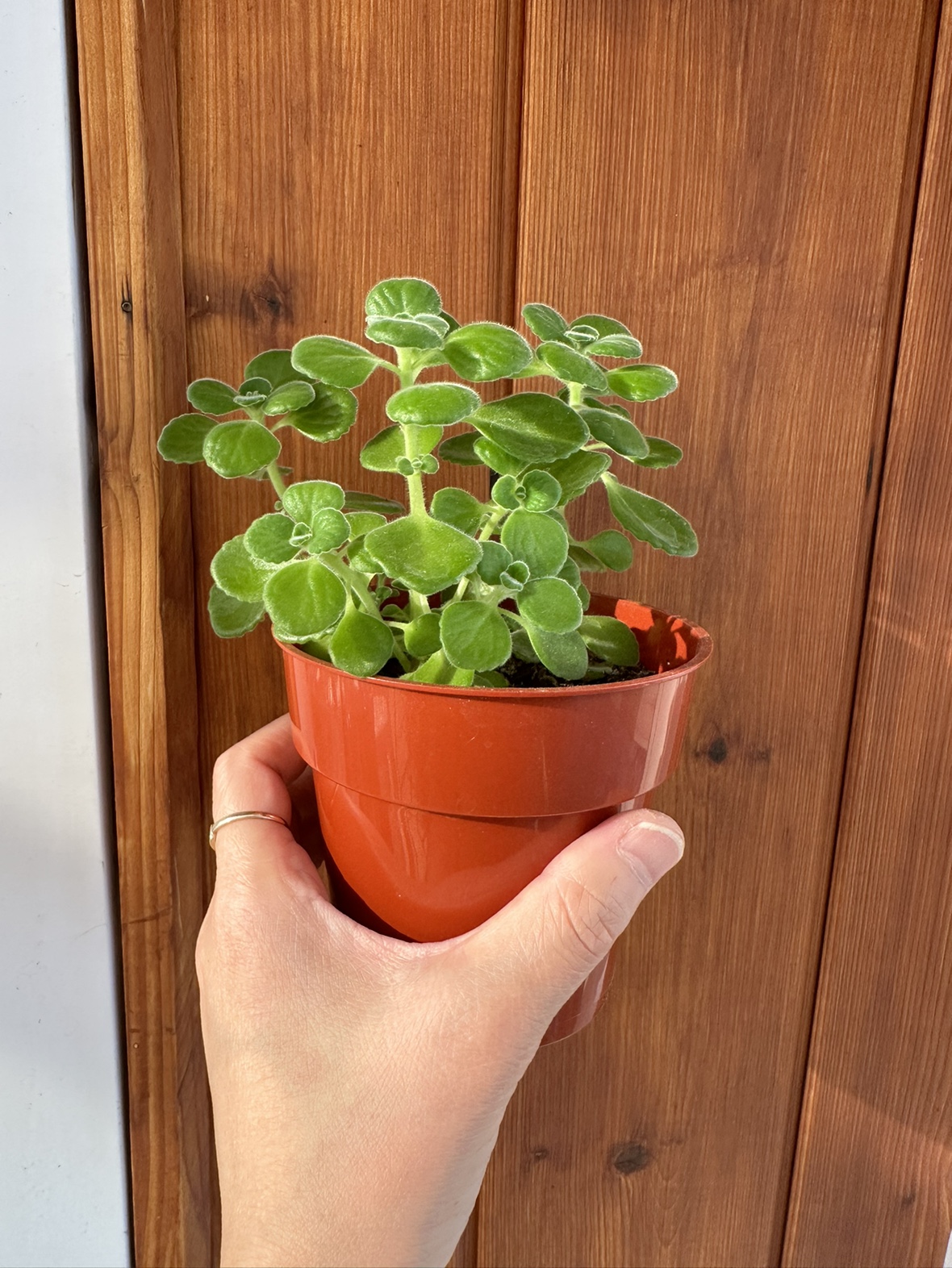 Fragrant vick's plants - Plectranthus tome toss plants - photo 3