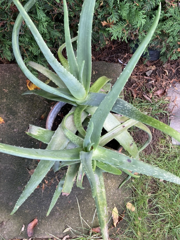 Large Aloe Plants - photo 4