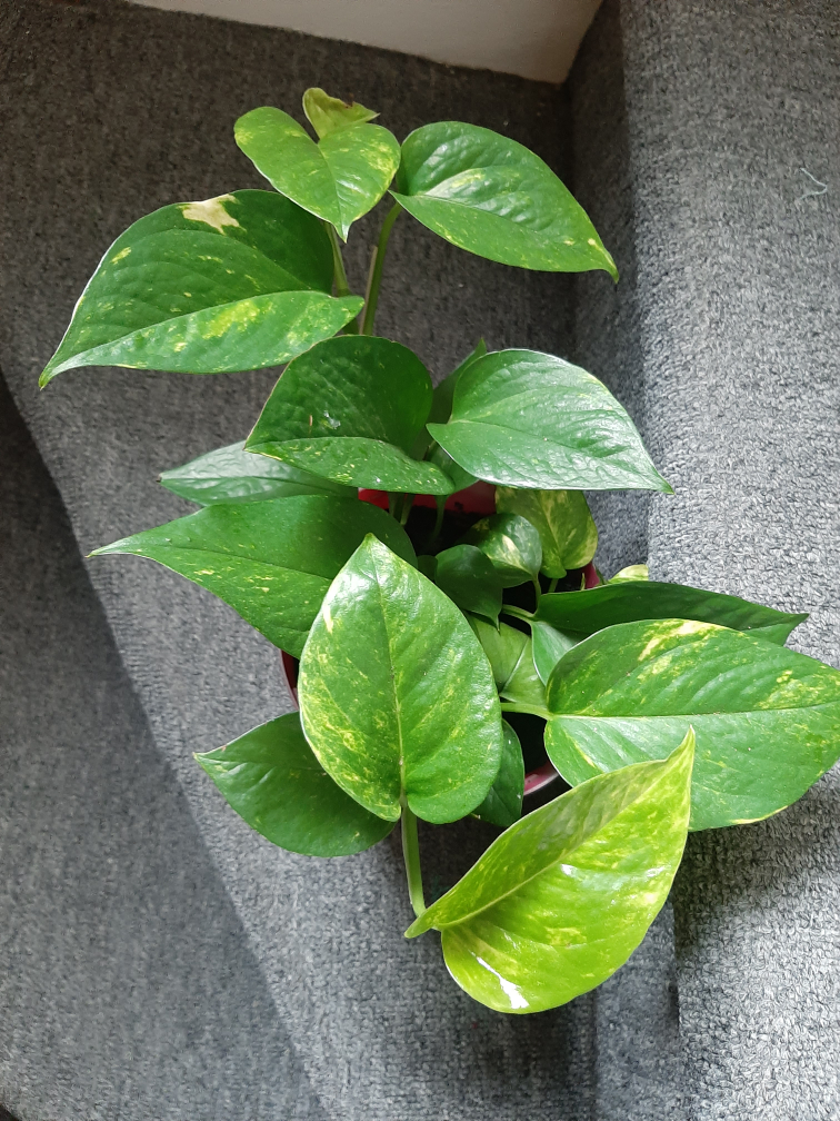 Golden Pothos Plant