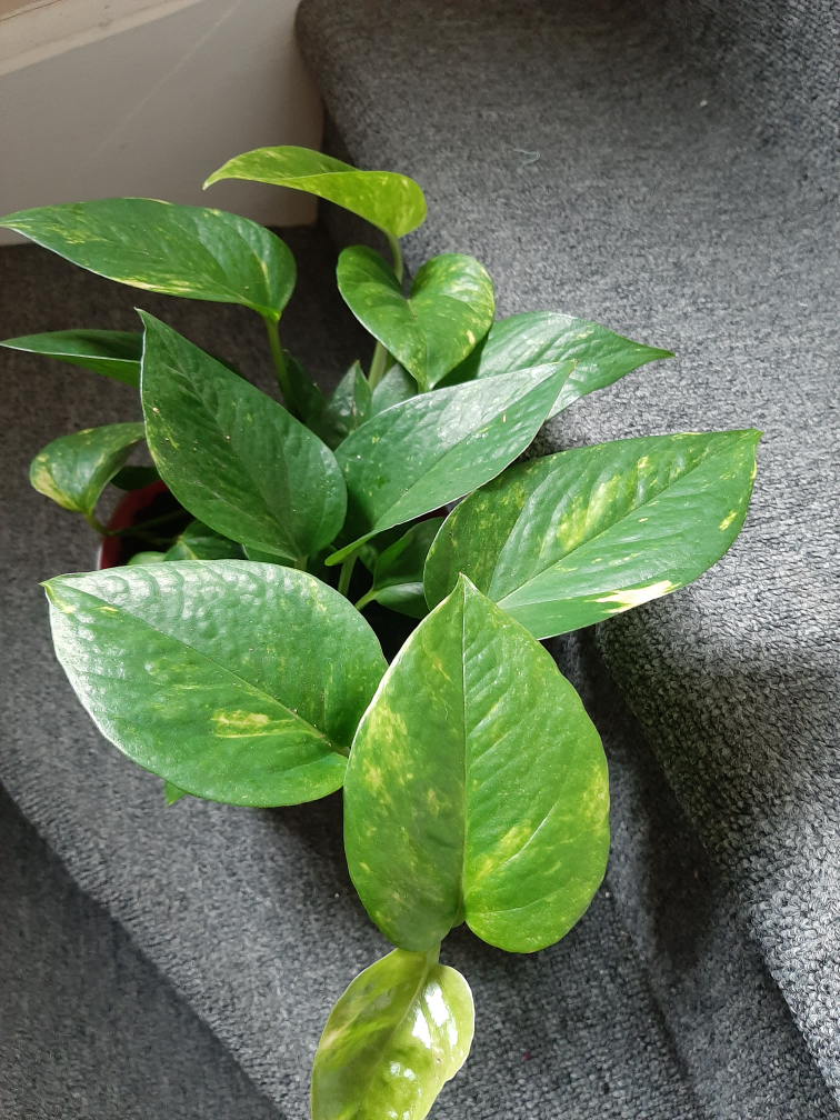 Golden Pothos Plant - photo 2