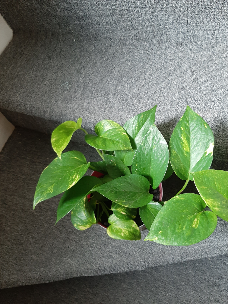 Golden Pothos Plant - photo 3