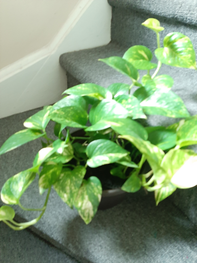 Pothos Plant