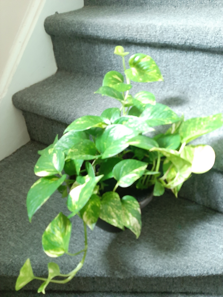 Pothos Plant - photo 2
