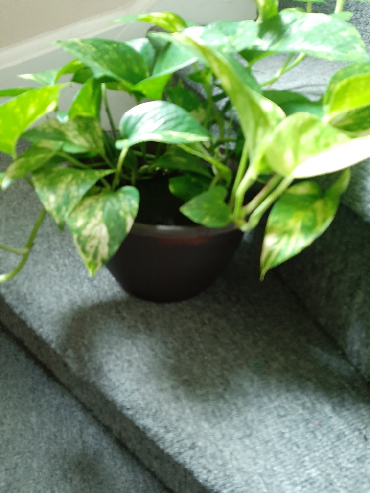 Pothos Plant - photo 3