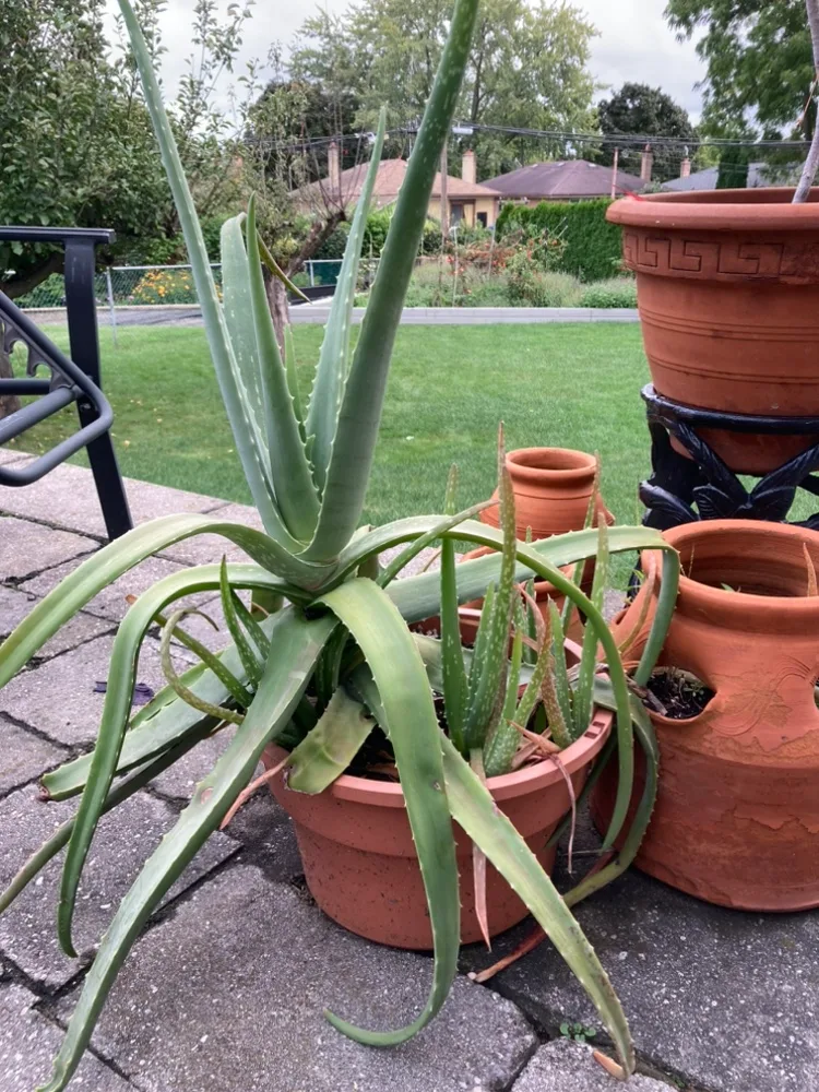 Large Aloe Vera Plant