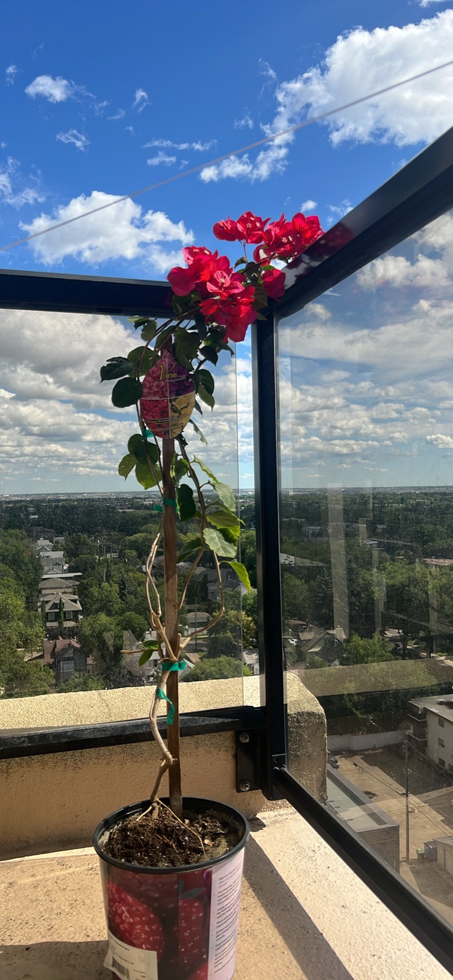 Bougainvillea Plant - photo 2
