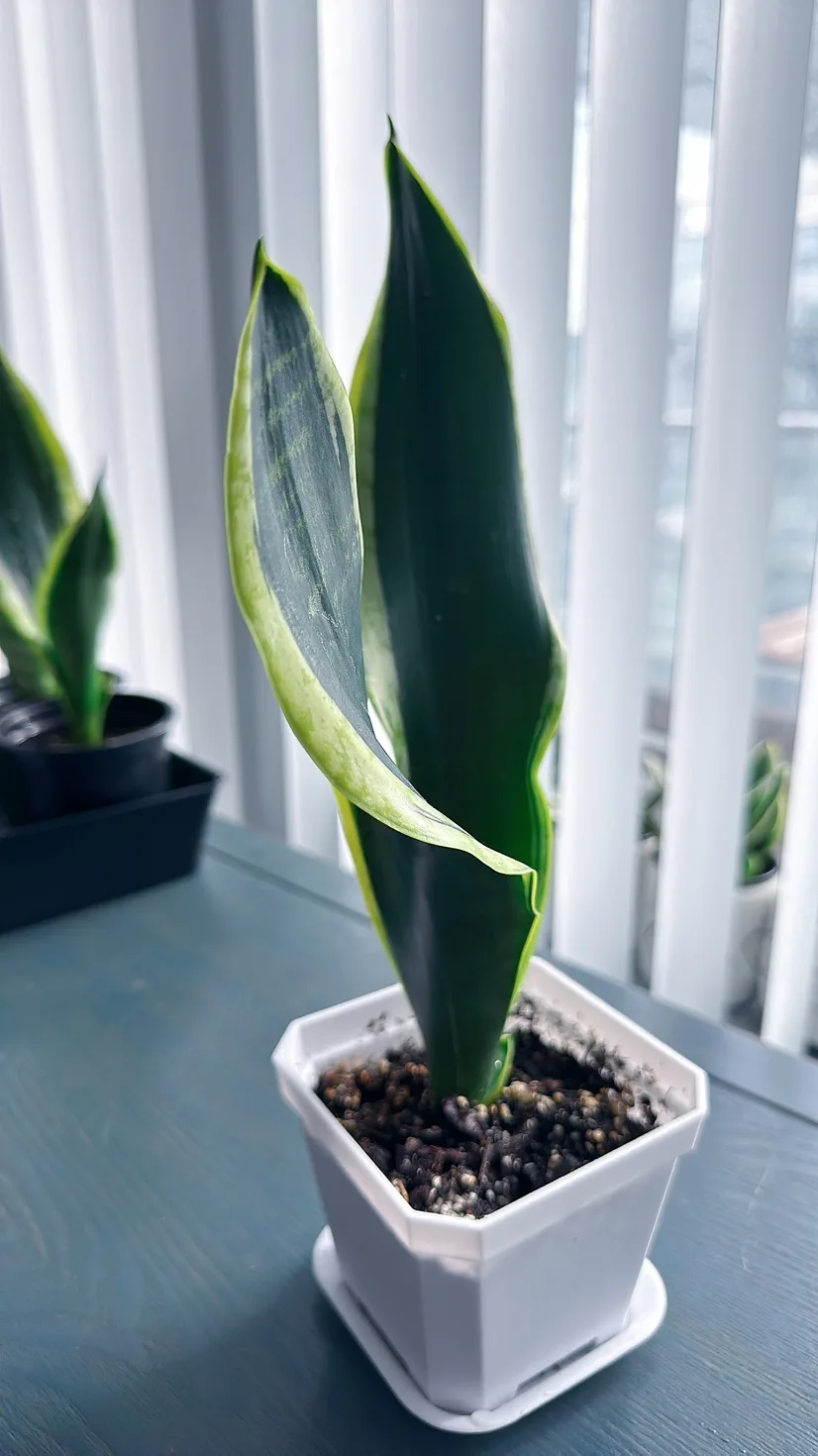 Black Gold Snake Plant (over 1 ft tall) image indicator(2)