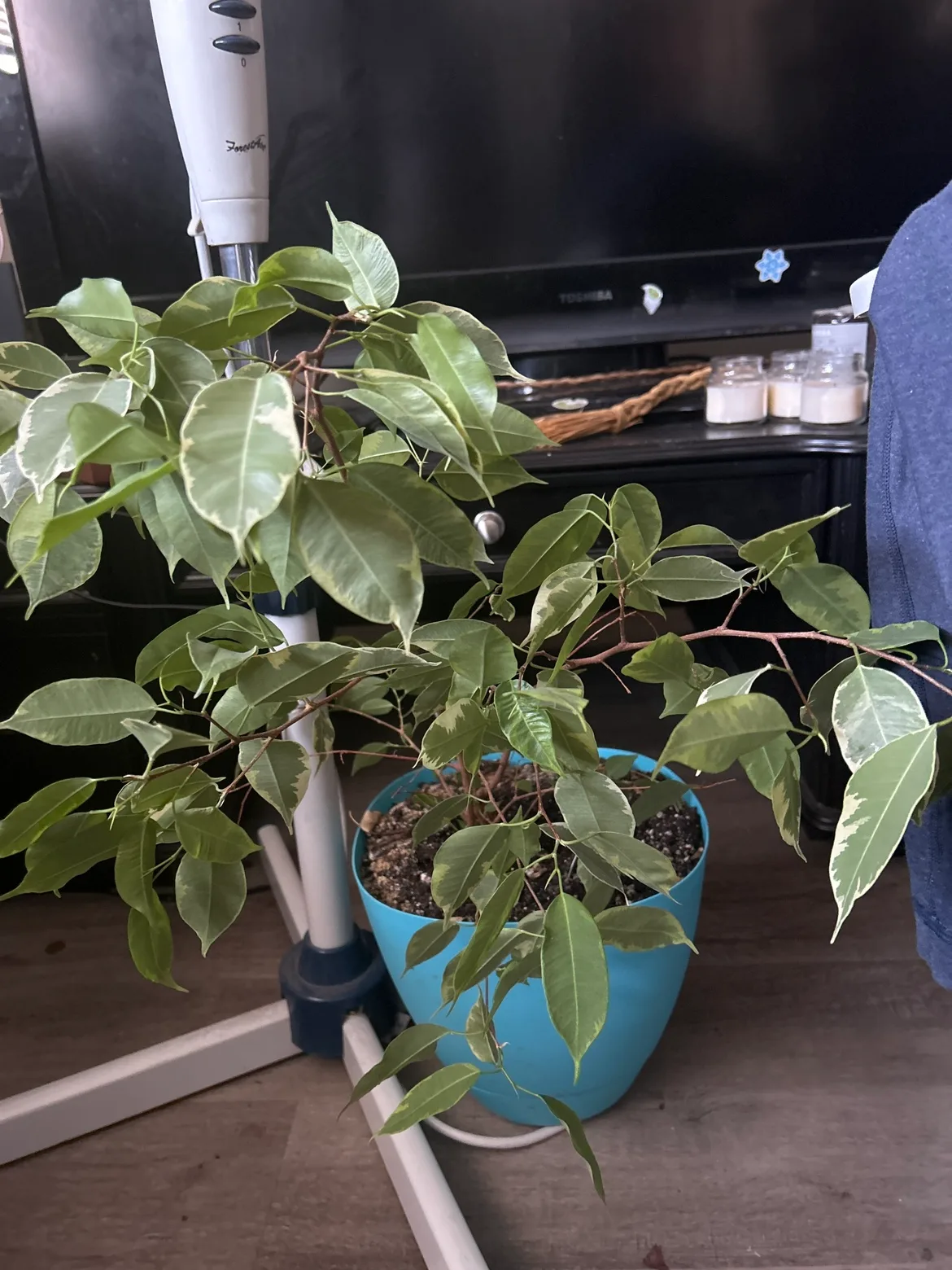 Ficus plant thumbnail