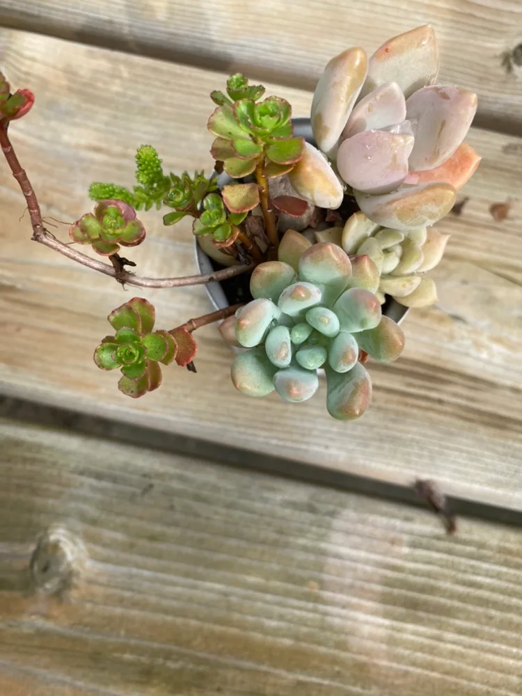 Succulents Arrangement image indicator(2)