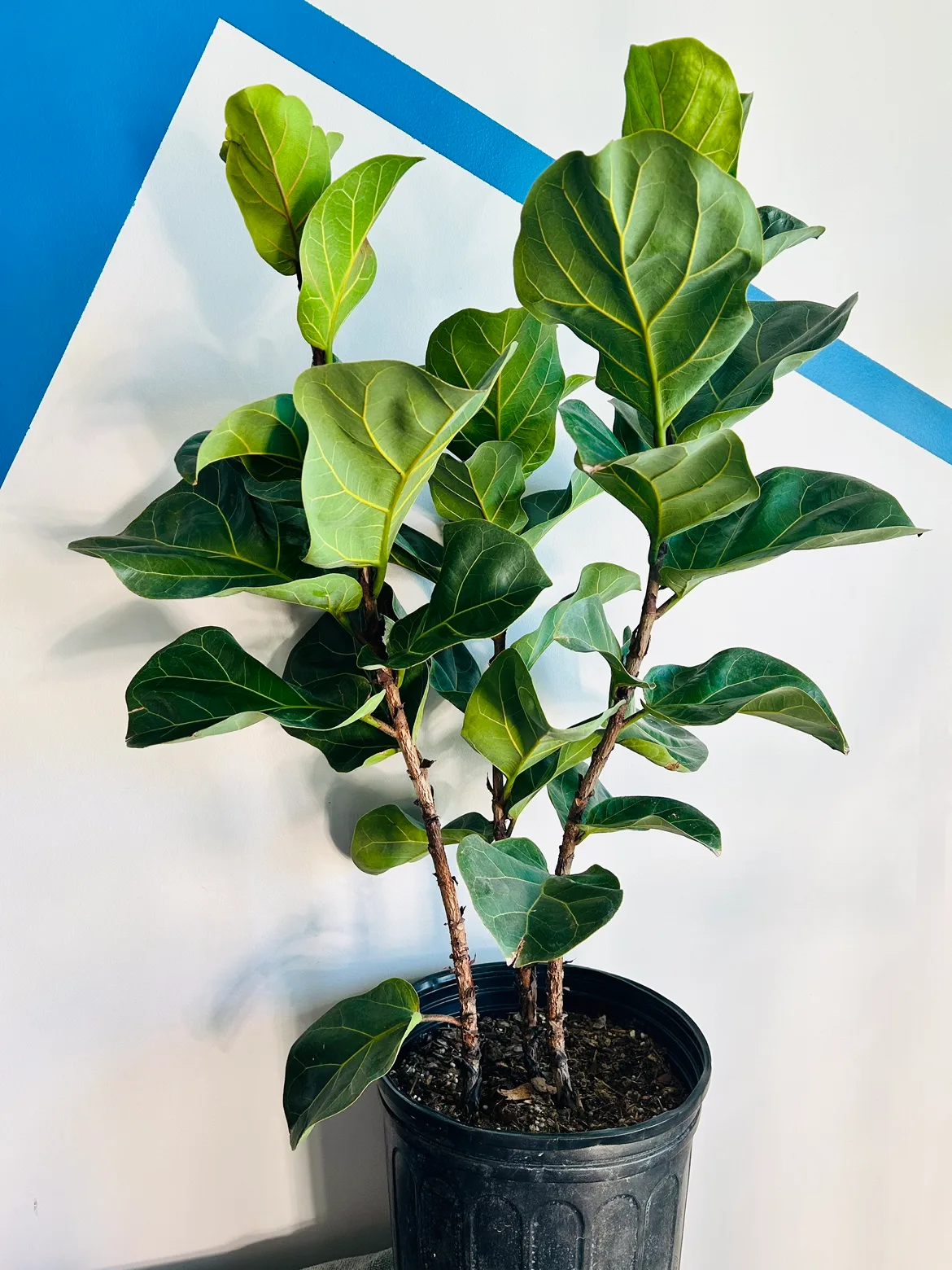 Fiddle Leaf Fig Plant thumbnail