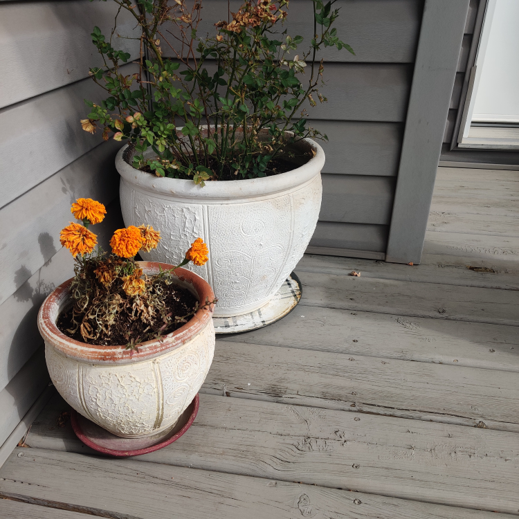 set of 2 white outdoor plant pots.