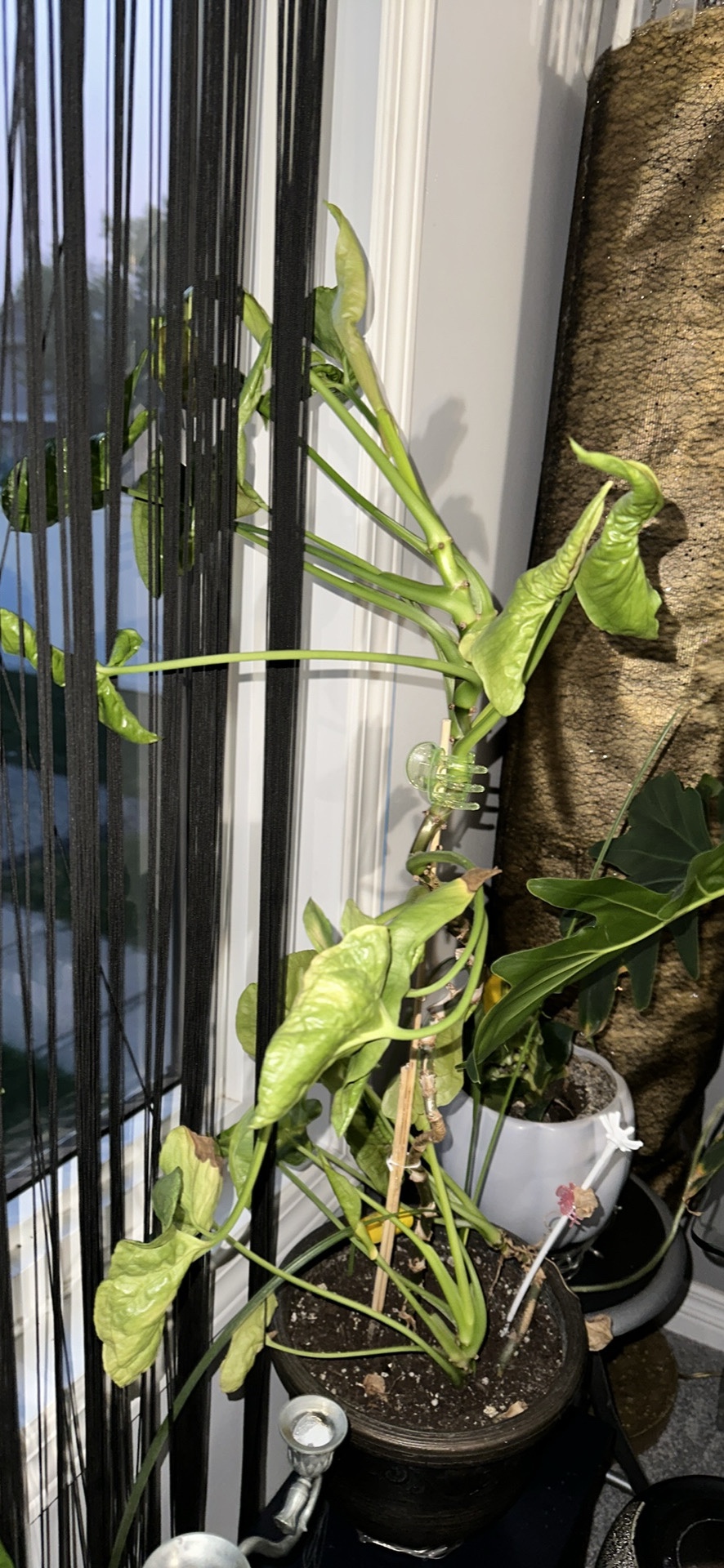 Potted Plant