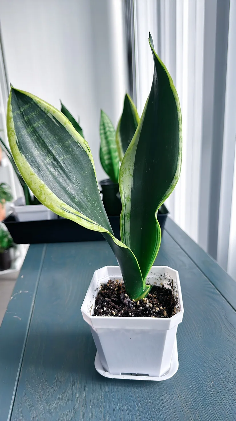 Black Gold Snake Plant (over 1 ft tall) image indicator(3)