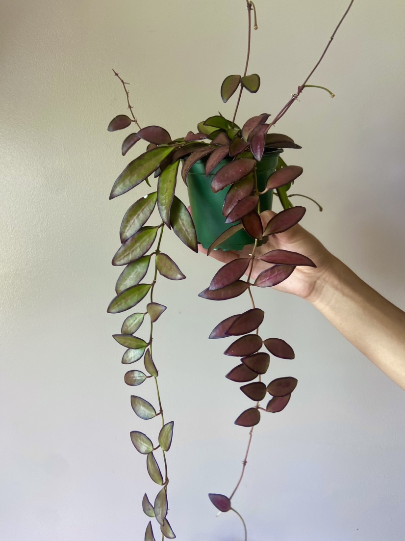 Hoya Rosita