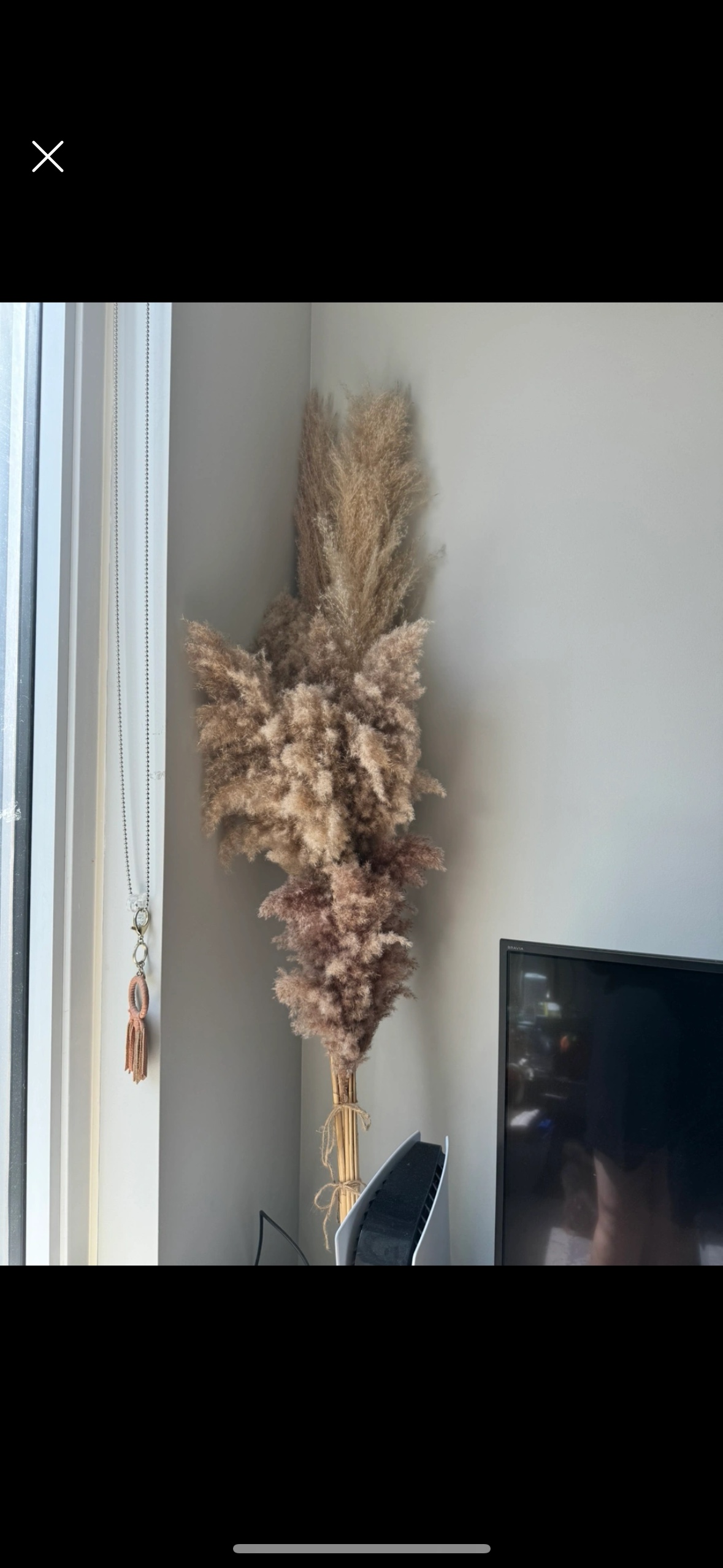 Dried decorative Pampas Grass - photo 2