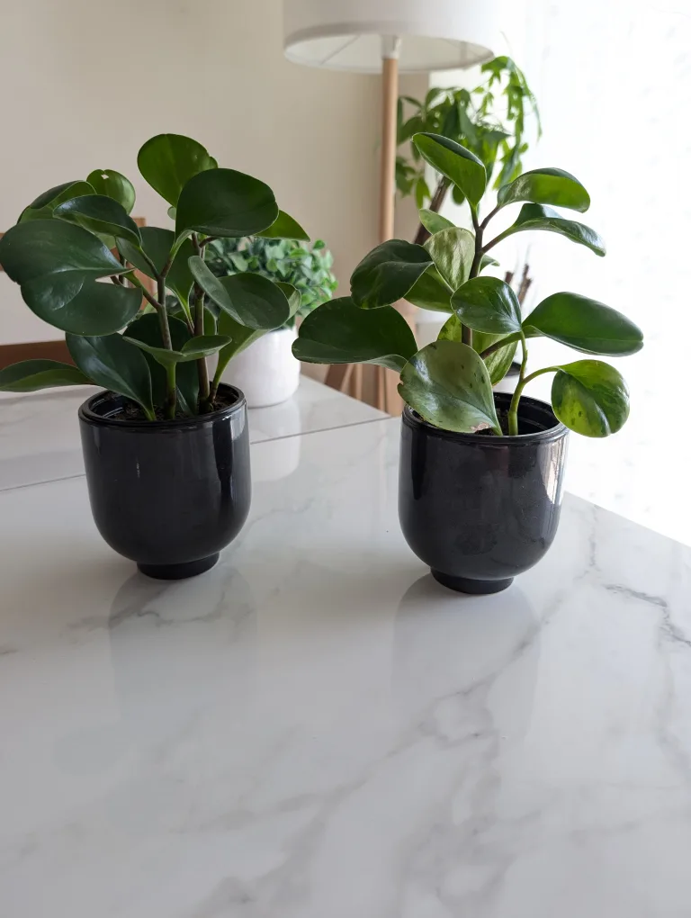 Two Peperomia Plants thumbnail