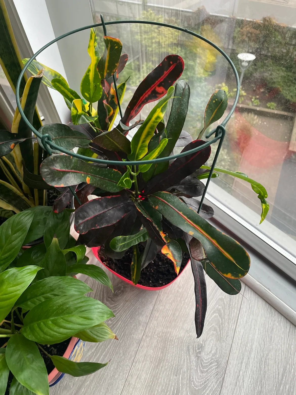 Croton Plant large thumbnail