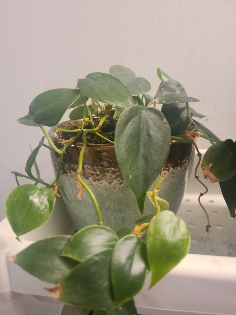 Heartleaf Philodendron Plant