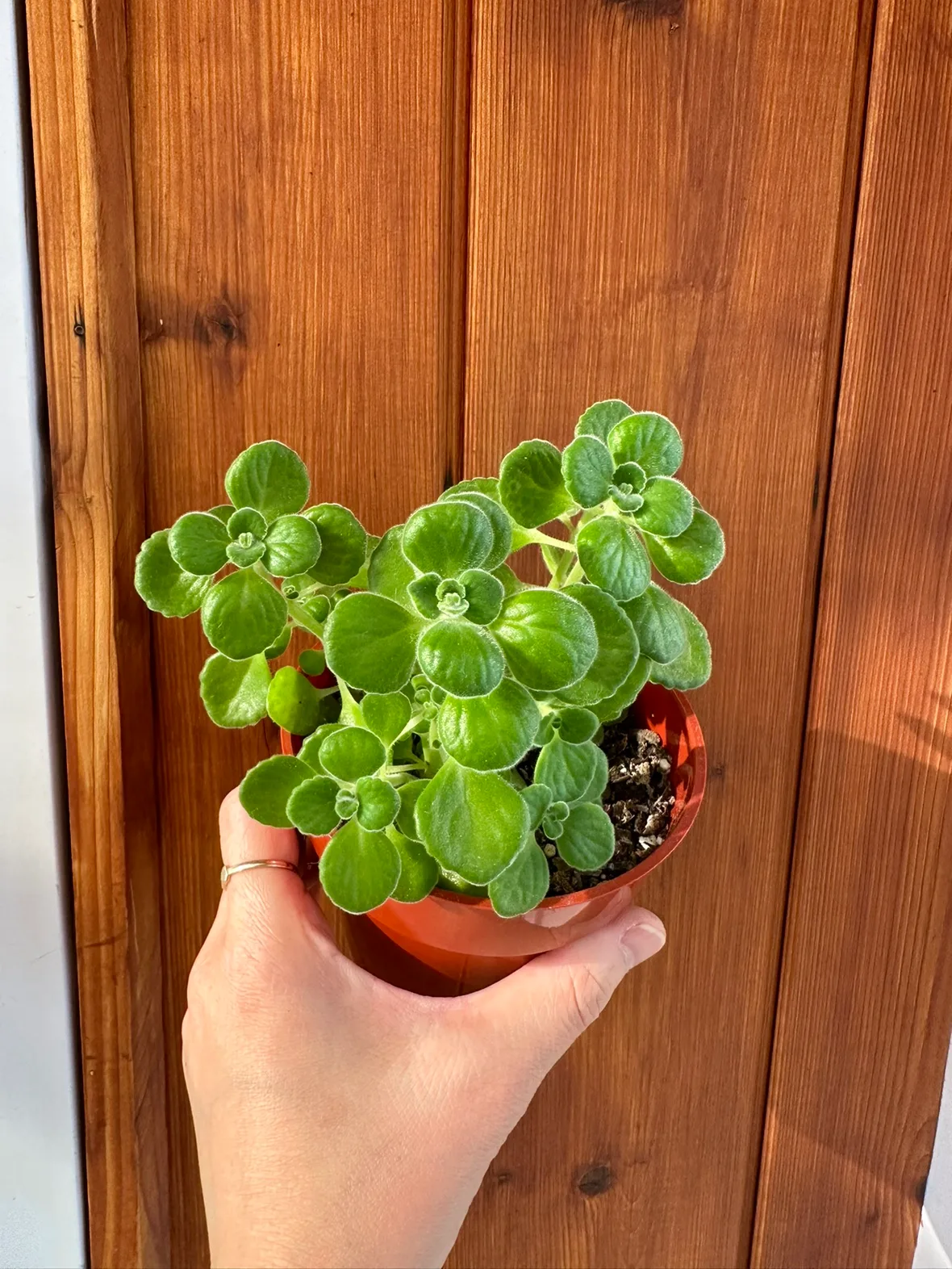 Fragrant vick's plants - Plectranthus tome toss plants