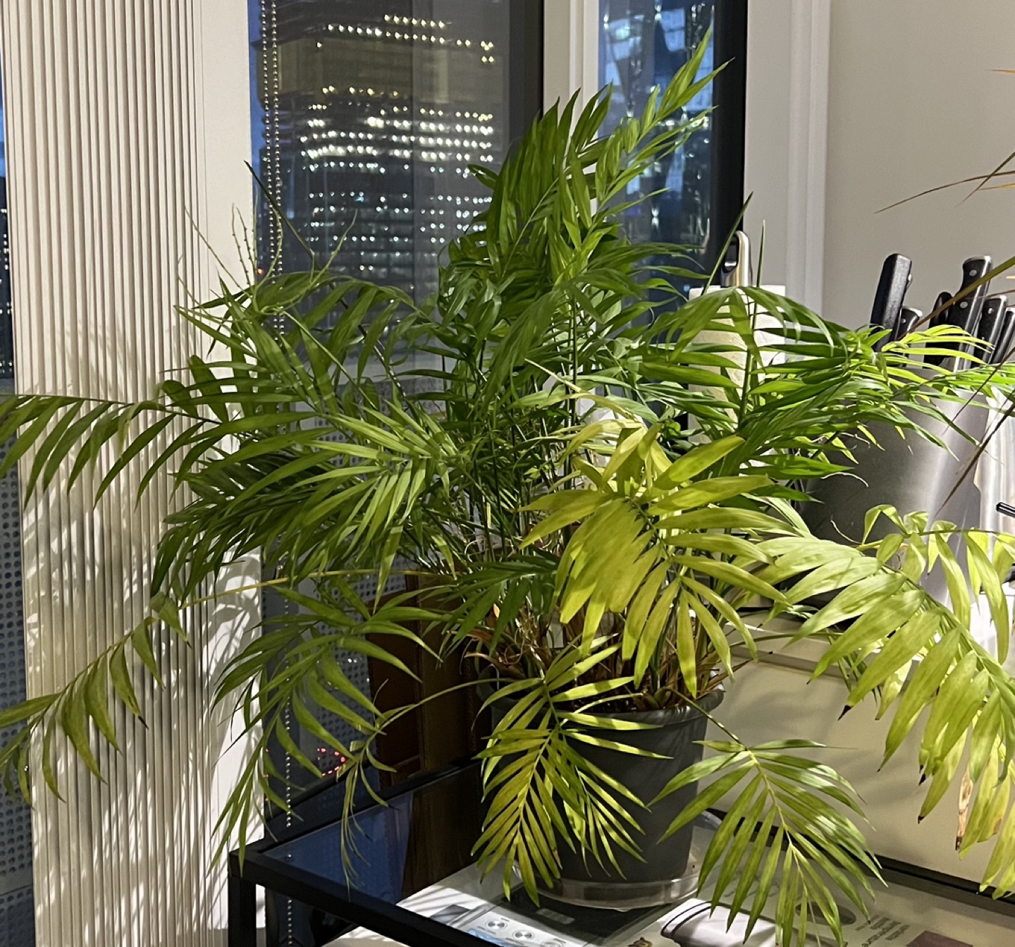 Parlor Palm Plant - photo 2