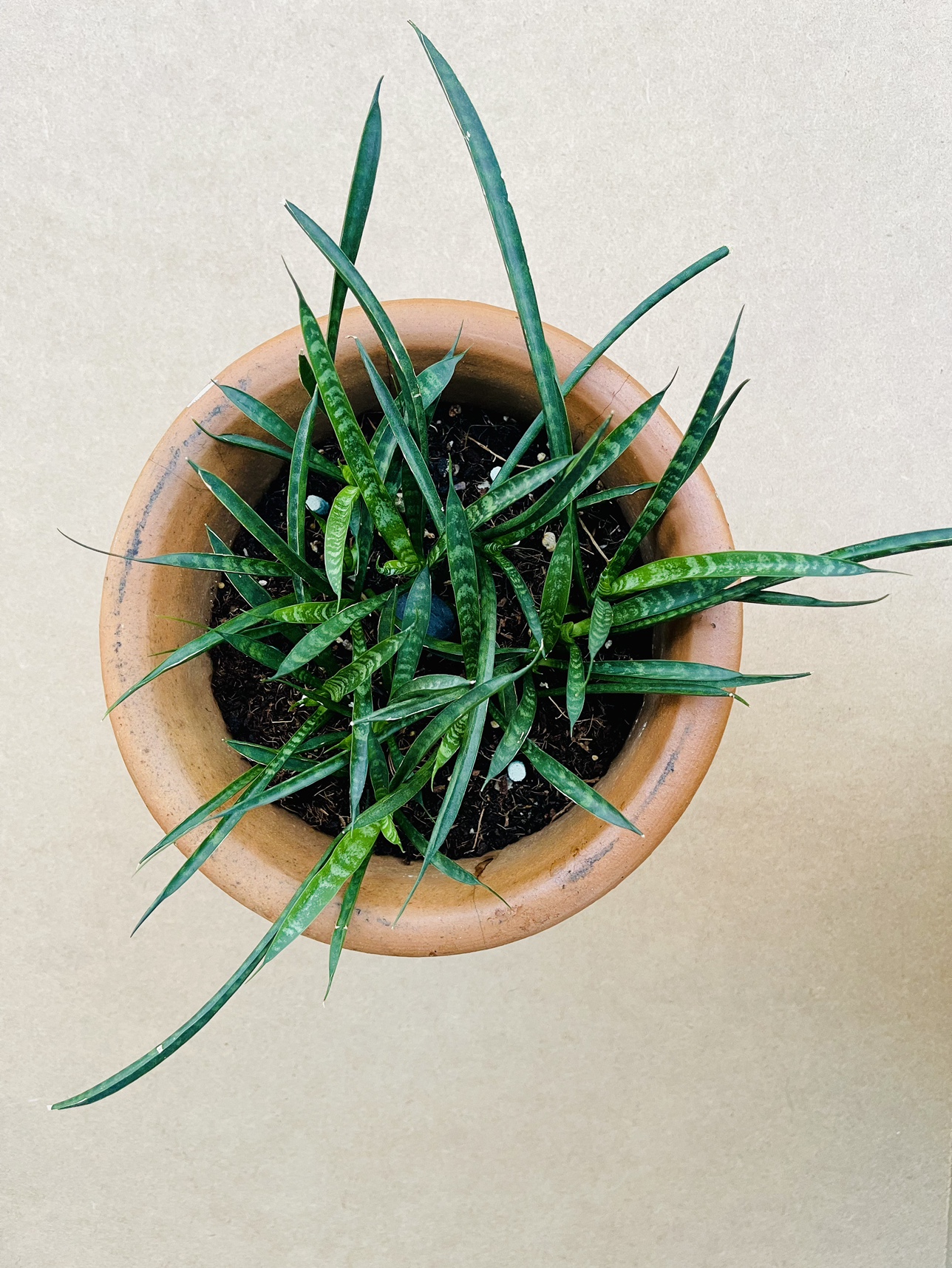 Snake Plant in Pot - photo 3