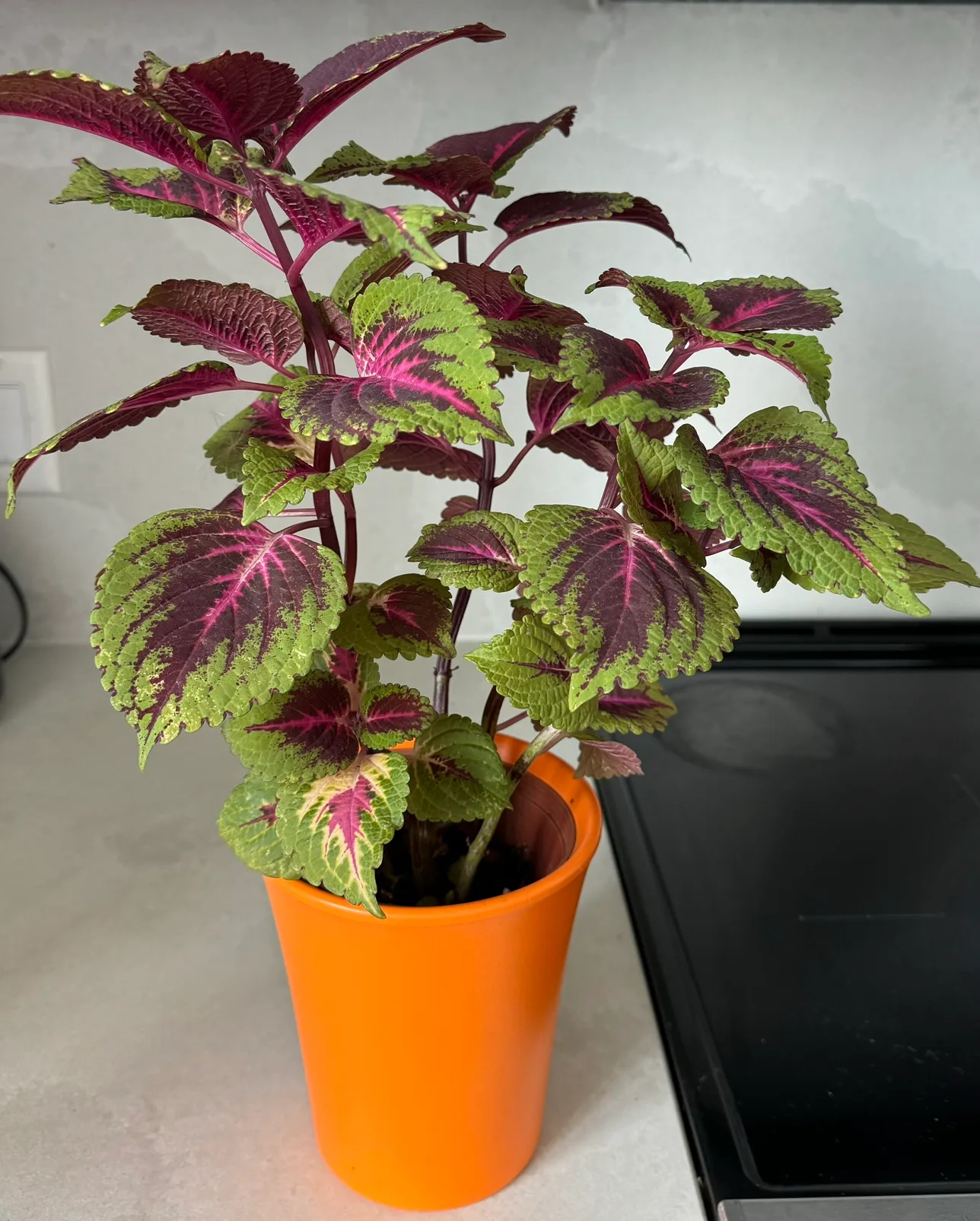 Painted Nettle Plant thumbnail
