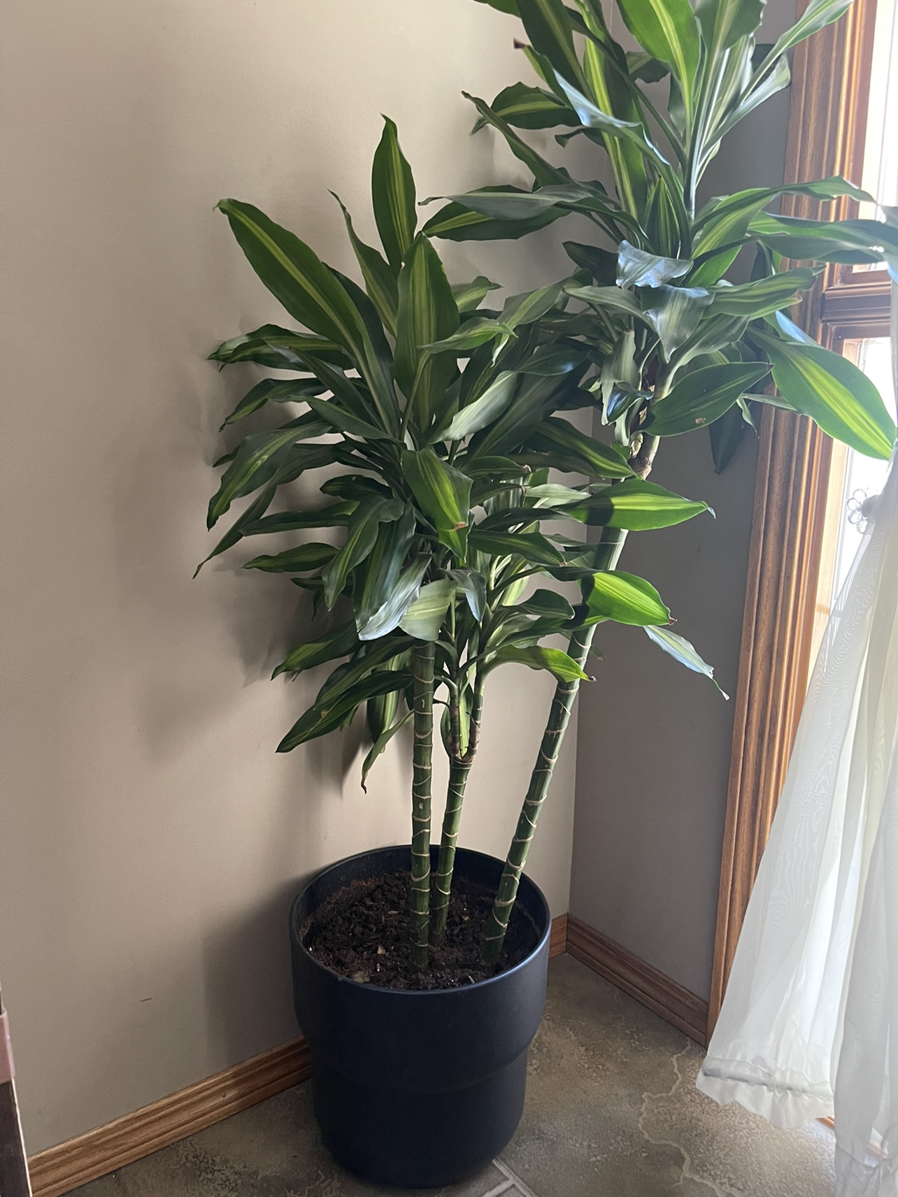 Large Dracaena Marginata Plant in a pot 🧡