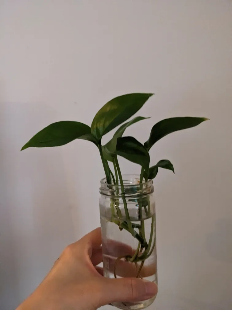 comment article thumbnail