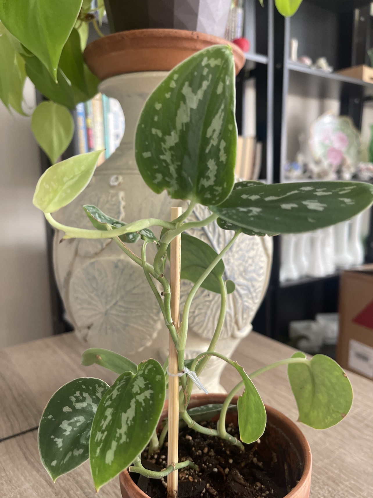 Silver Satin Pothos - photo 2