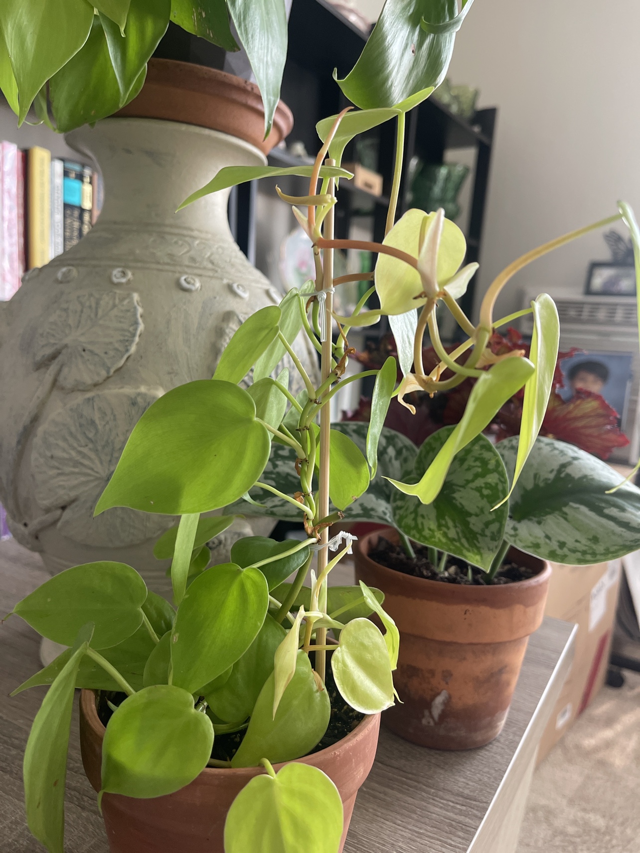 Philodendron - photo 2