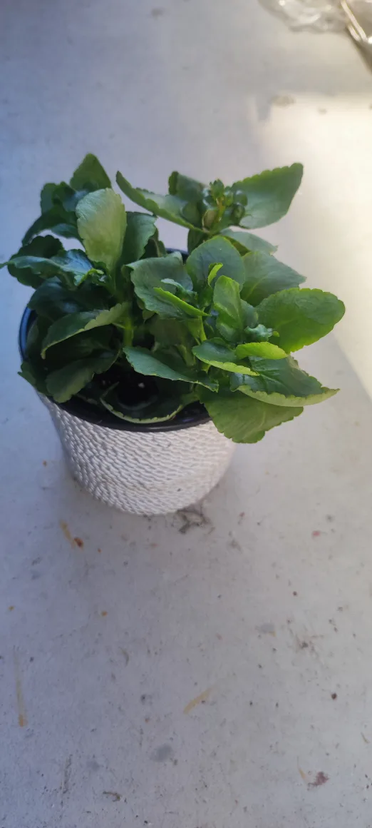 Kalanchoe Plant image indicator(3)