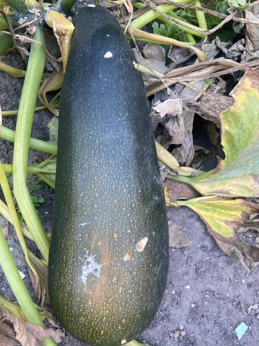 Zucchini #freecycle# thumbnail
