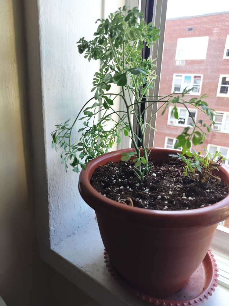 🧡Rue Plant in Pot